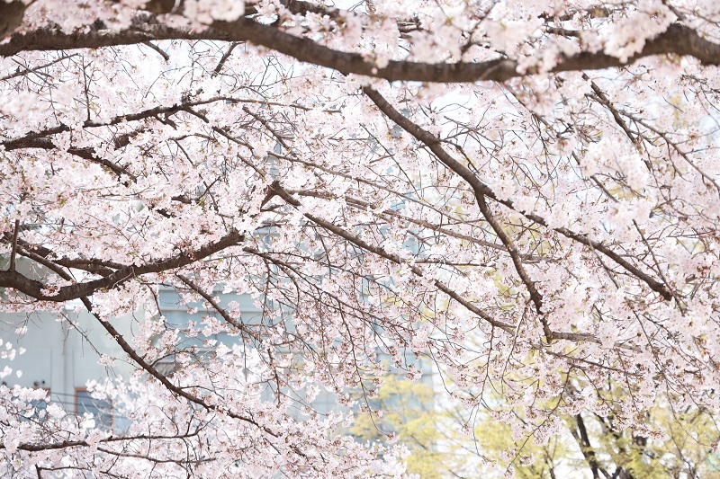 봄 교정 벚꽃