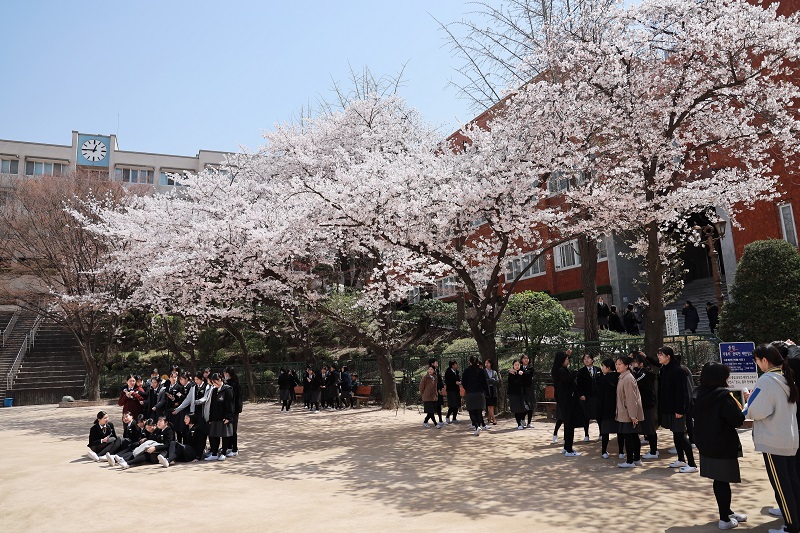 봄 교정 벚꽃